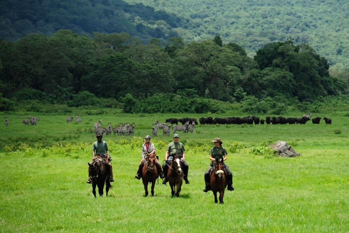 Safari au gros gibier de Meru-Kilimanjaro