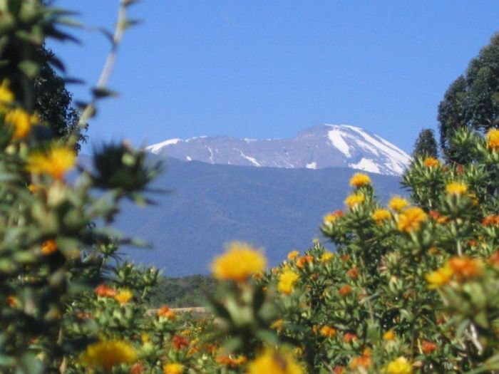 Safari au gros gibier de Meru-Kilimanjaro