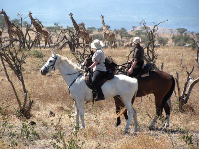 Safari au gros gibier de Meru-Kilimanjaro