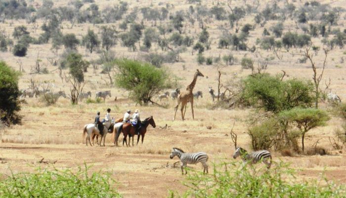 Safari au gros gibier de Meru-Kilimanjaro
