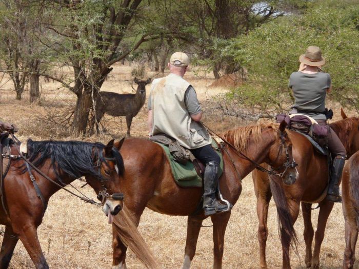 Safari au gros gibier de Meru-Kilimanjaro