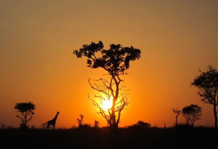 Safari au gros gibier de Meru-Kilimanjaro