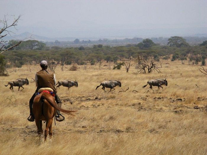 Safari au gros gibier de Meru-Kilimanjaro
