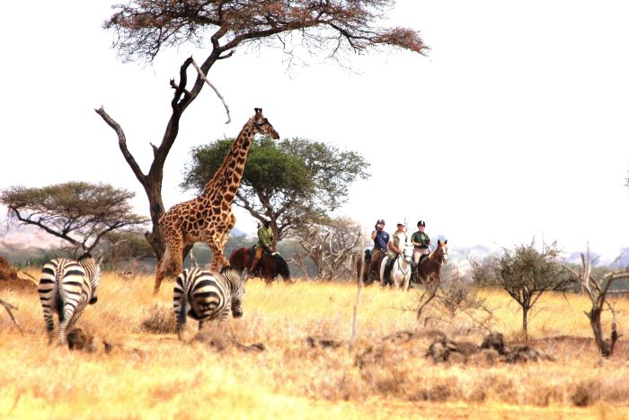 Safari au gros gibier de Meru-Kilimanjaro