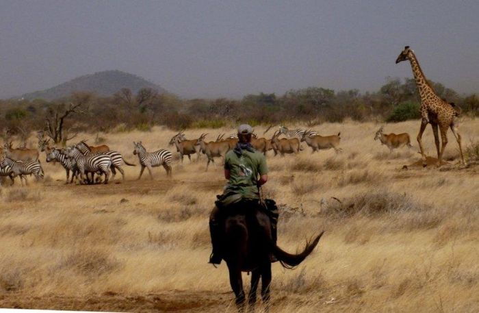 Safari au gros gibier de Meru-Kilimanjaro