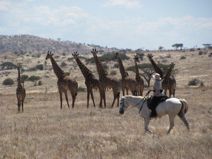 Safari au gros gibier de Meru-Kilimanjaro