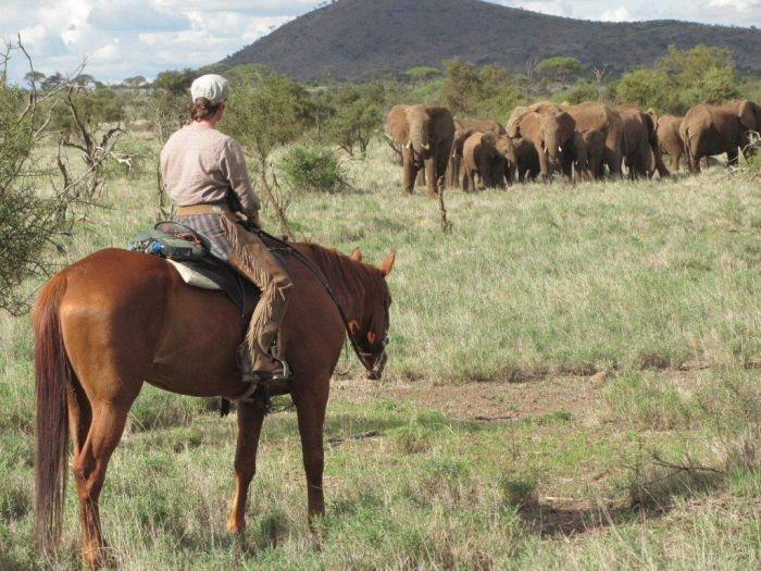 Safari au gros gibier de Meru-Kilimanjaro