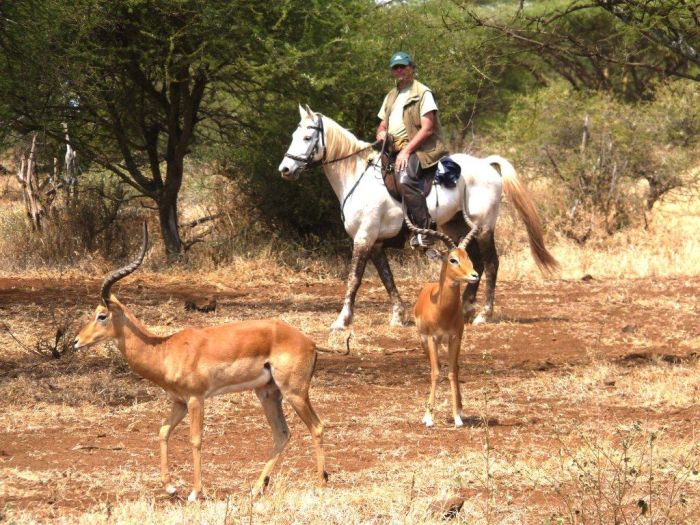 Safari au gros gibier de Meru-Kilimanjaro