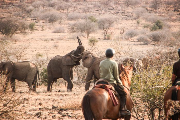 Safari au gros gibier de Meru-Kilimanjaro
