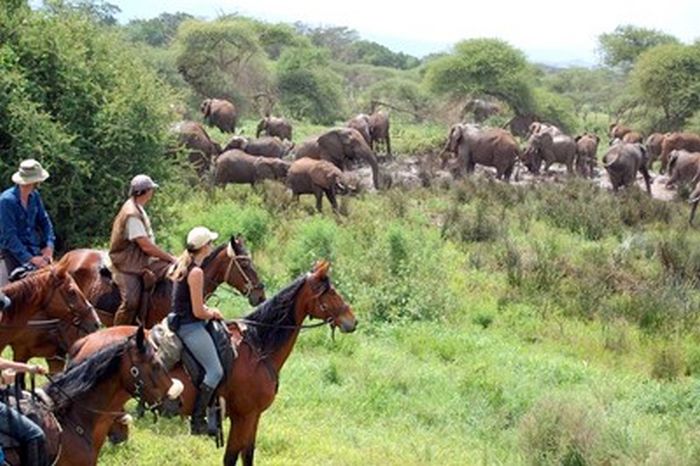 Safari au gros gibier de Meru-Kilimanjaro