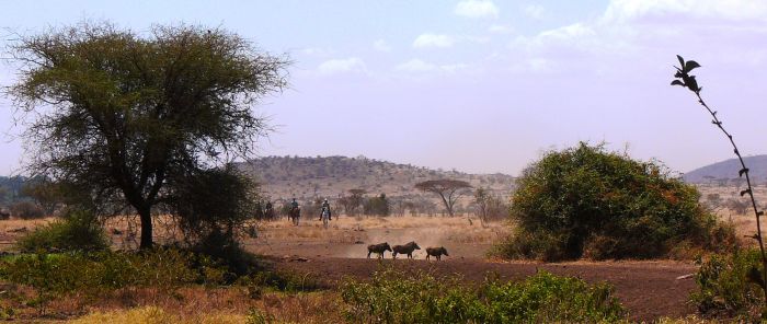 Safari au gros gibier de Meru-Kilimanjaro