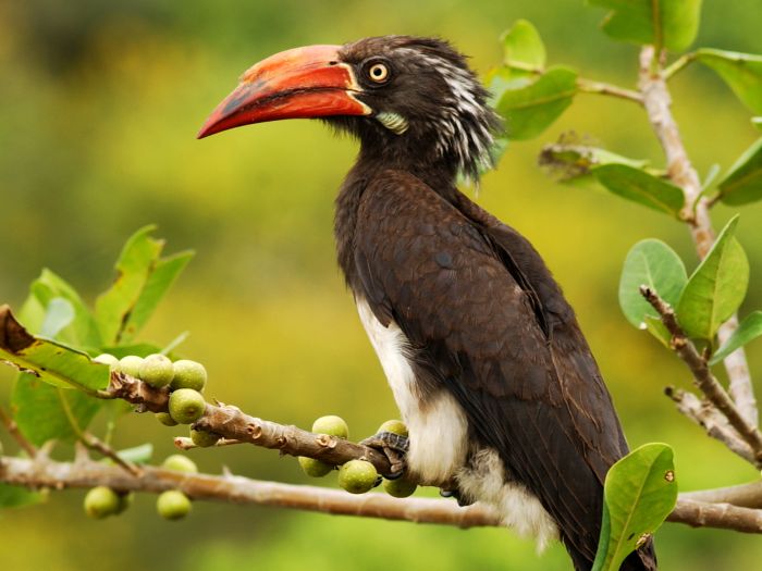Safari du lac Mburo