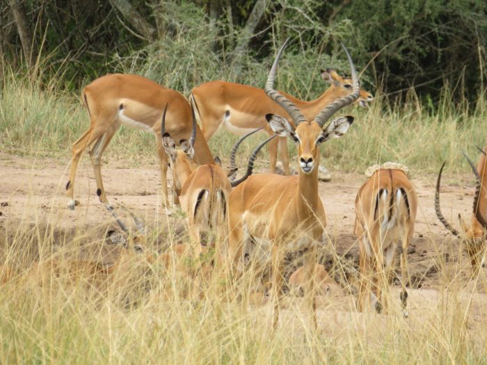 Safari du lac Mburo