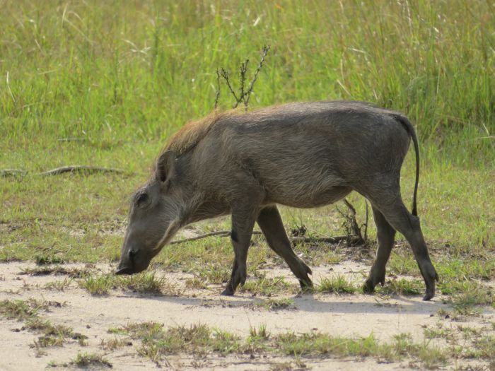 Safari du lac Mburo