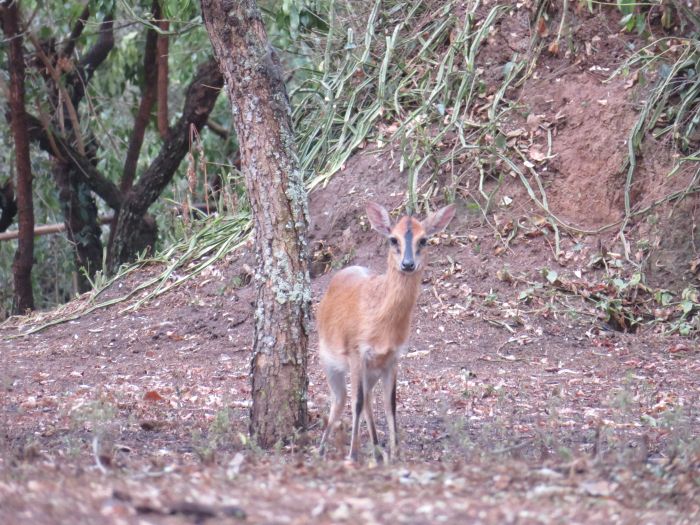 Safari du lac Mburo