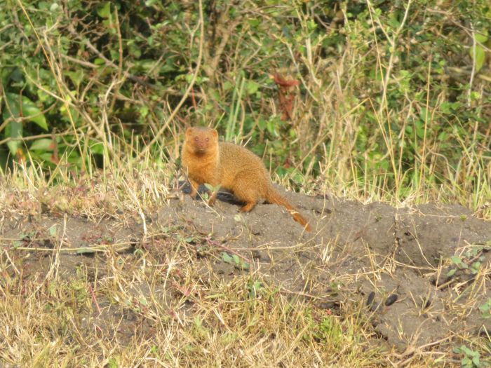 Safari du lac Mburo