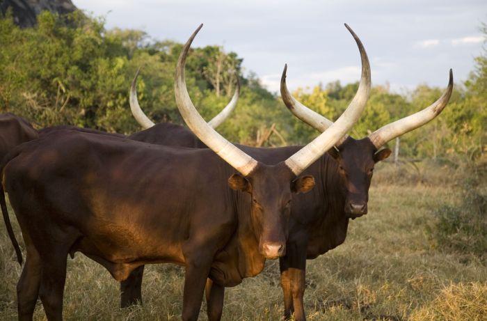 Safari du lac Mburo
