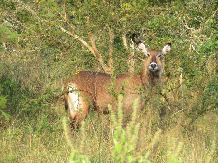 Safari du lac Mburo