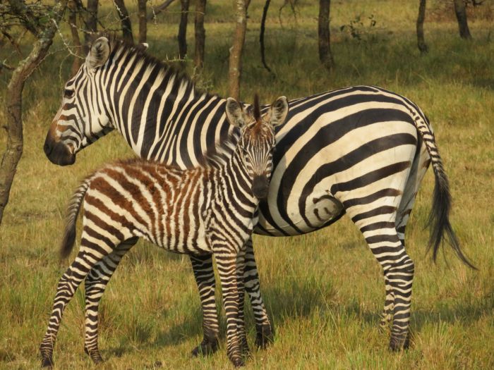 Safari du lac Mburo