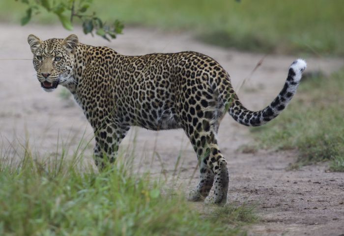 Safari du lac Mburo
