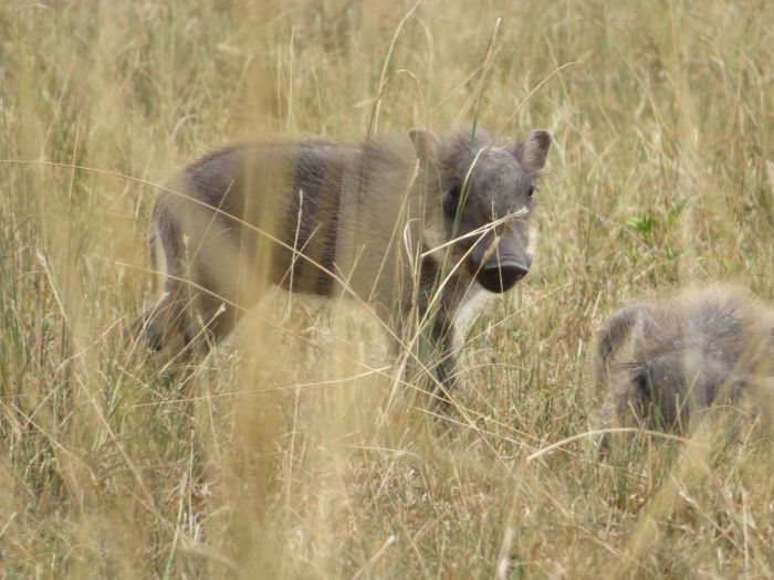 Safari du lac Mburo