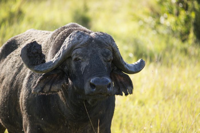 Safari du lac Mburo