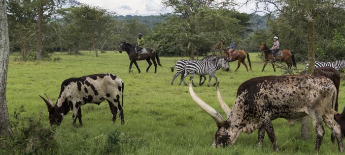 Safari du lac Mburo