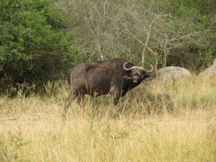 Safari du lac Mburo