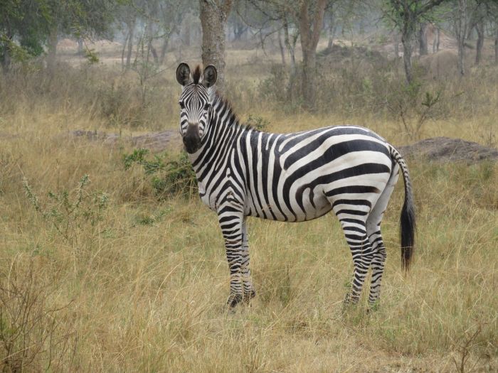 Safari du lac Mburo