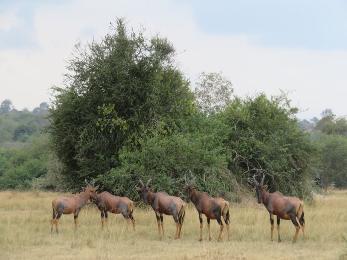 Safari du lac Mburo
