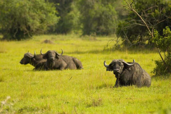 Safari du lac Mburo
