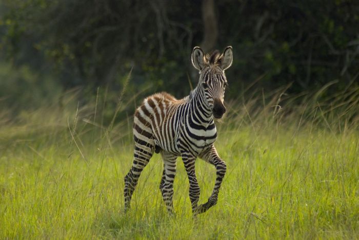 Safari du lac Mburo