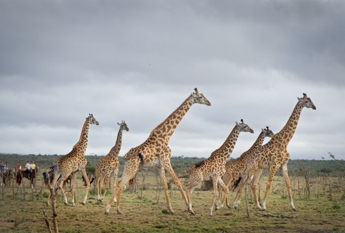 Safari dans le Masai Mara et la vallée du Grand Rift