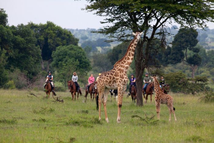 Safari dans le Masai Mara et la vallée du Grand Rift