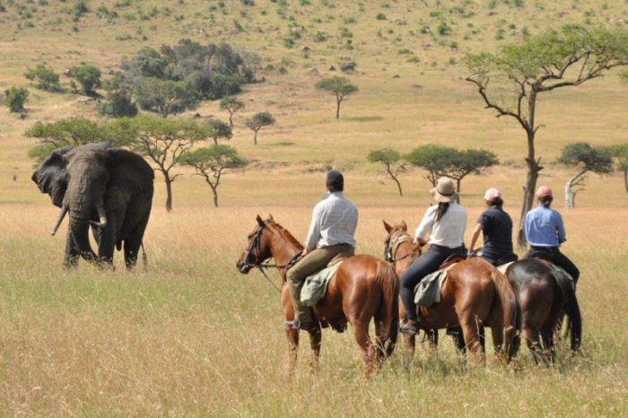Safari dans le Masai Mara et la vallée du Grand Rift