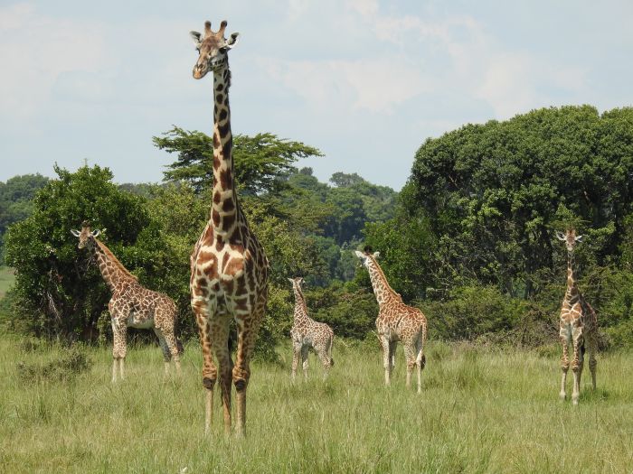 Safari dans le Masai Mara et la vallée du Grand Rift