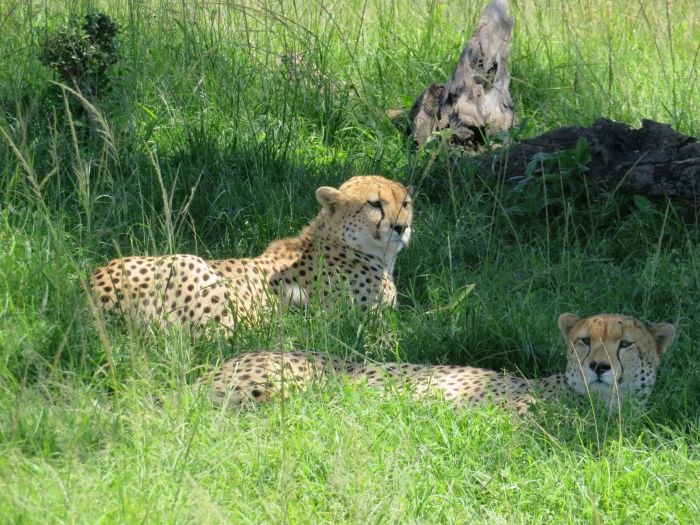 Safari dans le Masai Mara et la vallée du Grand Rift