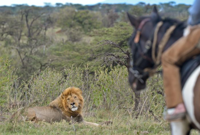 Safari dans le Masai Mara et la vallée du Grand Rift
