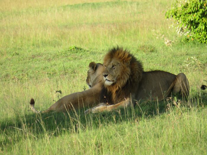Safari dans le Masai Mara et la vallée du Grand Rift