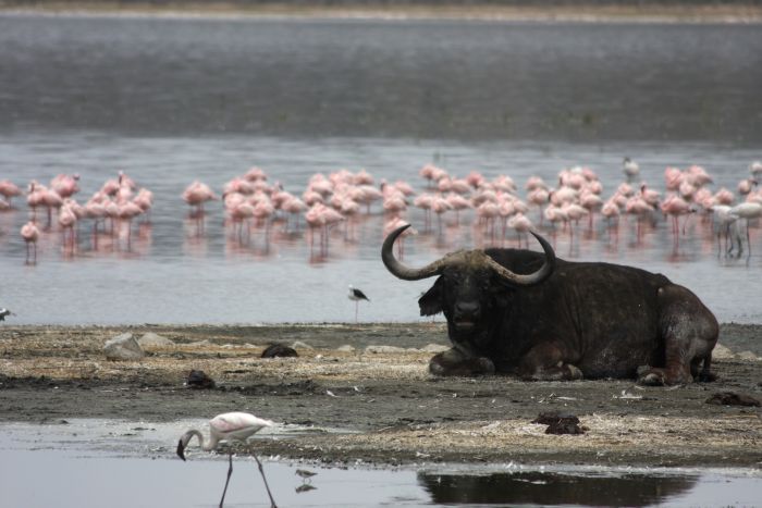 Safari dans le Masai Mara et la vallée du Grand Rift