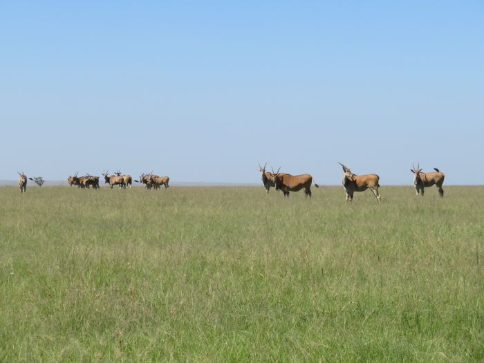 Safari dans le Masai Mara et la vallée du Grand Rift