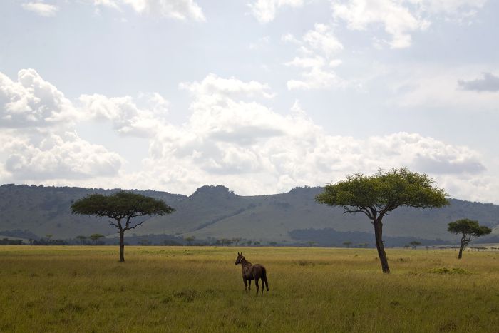 Safari dans le Masai Mara et la vallée du Grand Rift