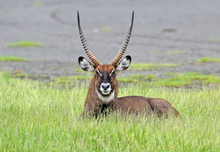 Safari dans le Masai Mara et la vallée du Grand Rift