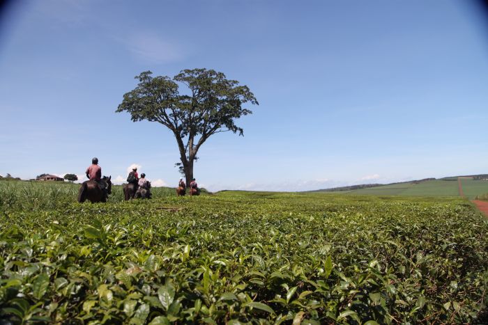 Expériences en Ouganda