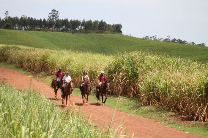 Expériences en Ouganda