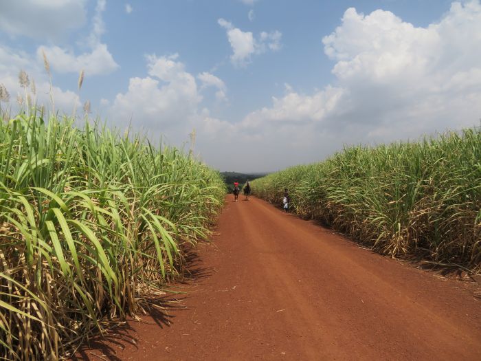 Expériences en Ouganda