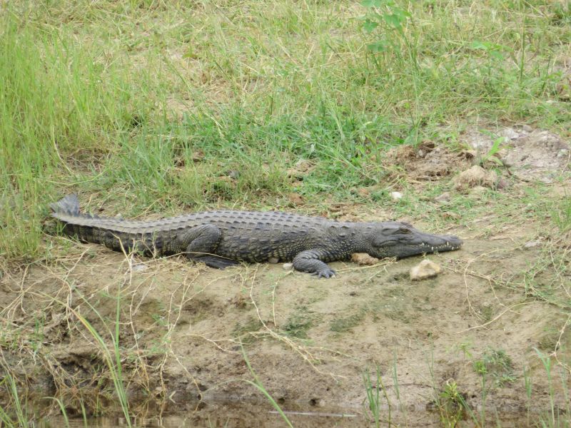 Safari gros gibier au Zamb&egrave;ze