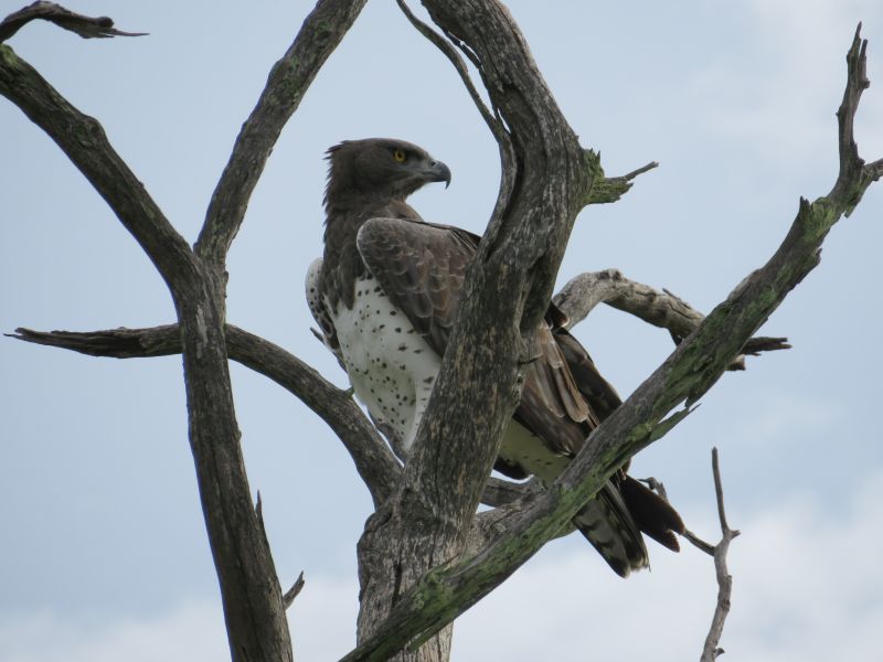 Safari gros gibier au Zamb&egrave;ze