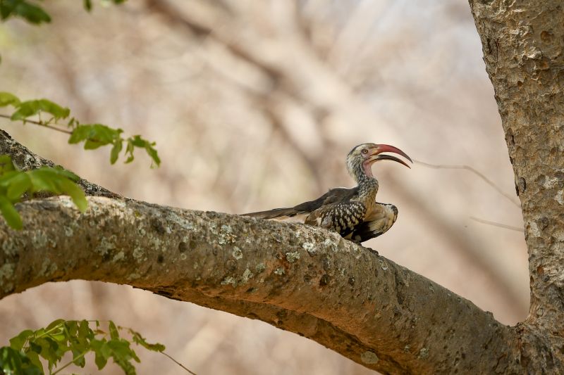 Safari gros gibier au Zamb&egrave;ze