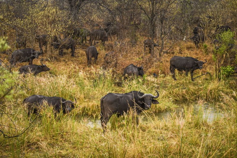 Safari gros gibier au Zamb&egrave;ze
